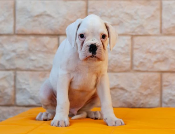 BOXER CUCCIOLI BIANCHI CON PEDIGREE ENCI 