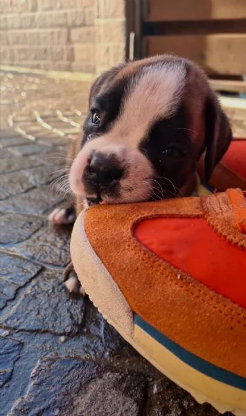 Boxer  | Foto 1