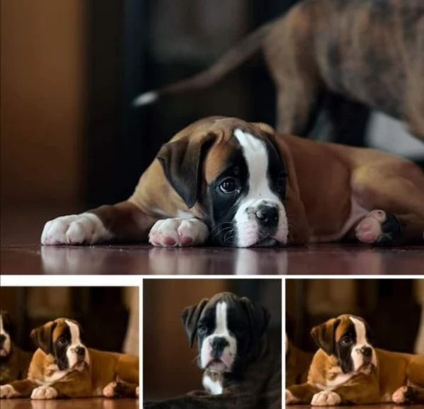 BOXER CUCCIOLI FULVI PEDIGREE ENCI 