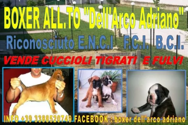 BOXER CUCCIOLI FULVI PEDIGREE ENCI  | Foto 2