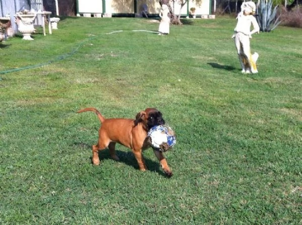 BOXER CUCCIOLI FULVI PEDIGREE ENCI  | Foto 1