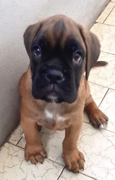 BOXER CUCCIOLI FULVI PEDIGREE ENCI  | Foto 0