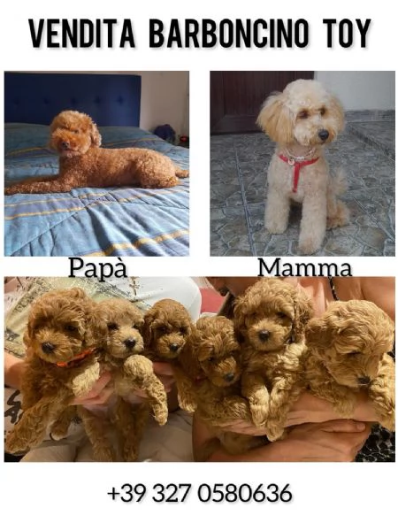 In vendita cuccioli di barboncino  | Foto 2
