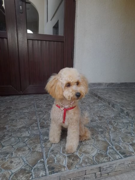 In vendita cuccioli di barboncino  | Foto 1