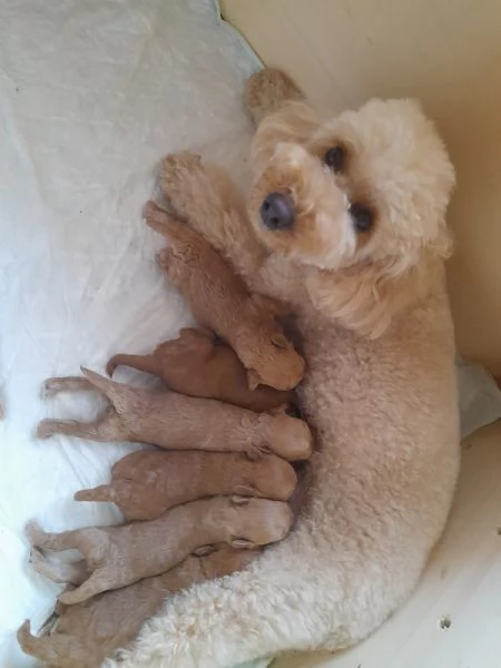 In vendita cuccioli di barboncino  | Foto 0