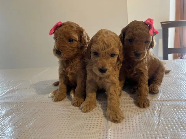 In vendita cuccioli di barboncino 