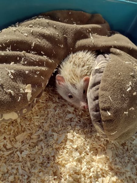 Riccio africano maschio colore champagne 