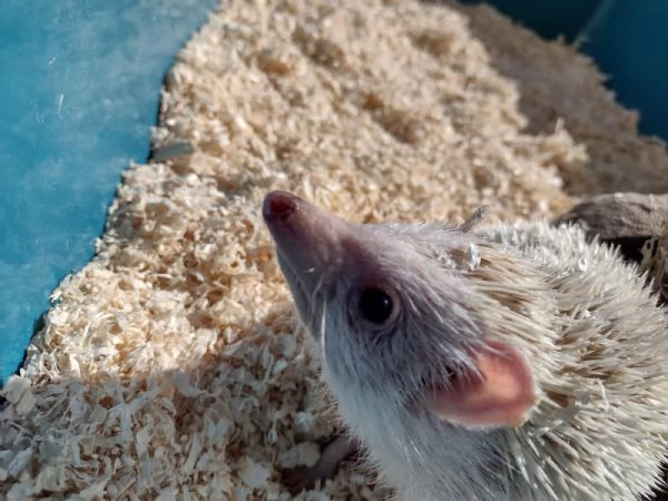 Riccio africano maschio colore champagne  | Foto 4