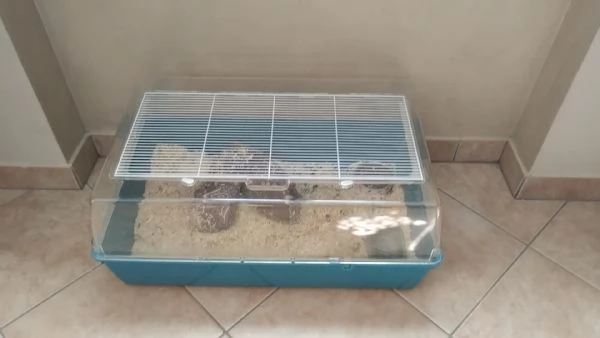 Riccio africano maschio colore champagne  | Foto 3