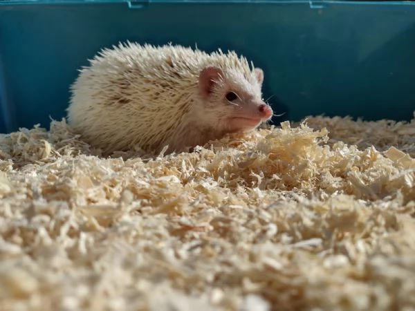 Riccio africano maschio colore champagne  | Foto 1