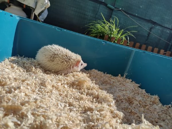 Riccio africano maschio colore champagne  | Foto 0