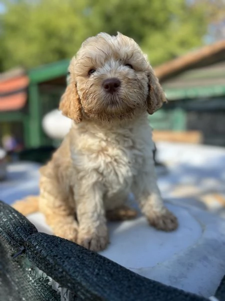 Cuccioli di lagotto con pedigree 