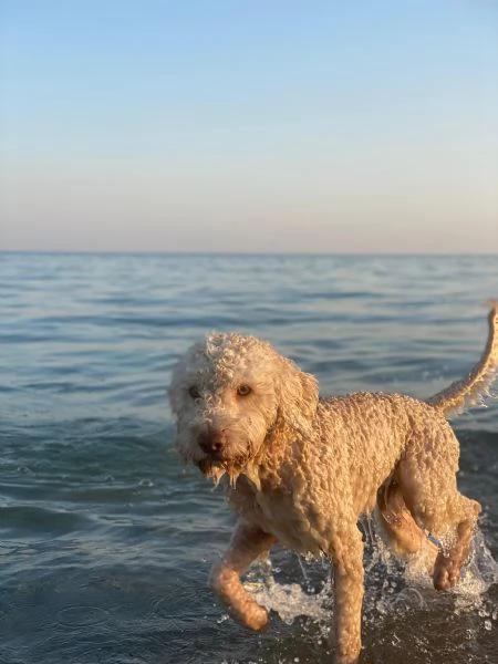 Cuccioli di lagotto con pedigree  | Foto 2