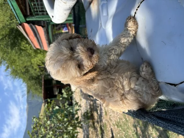 Cuccioli di lagotto con pedigree  | Foto 1