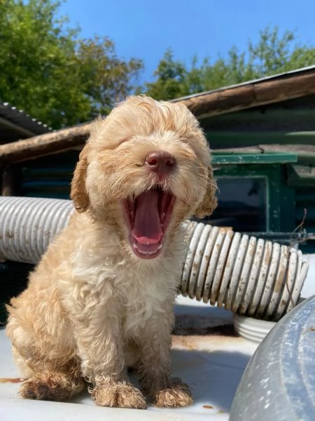 Cuccioli di lagotto con pedigree  | Foto 0