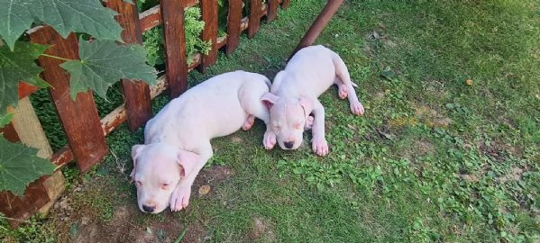 Dogo Argentino – Bellissimi Cuccioli | Foto 6