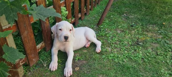 Dogo Argentino – Bellissimi Cuccioli | Foto 5