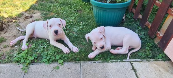 Dogo Argentino – Bellissimi Cuccioli | Foto 4