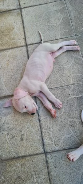 Dogo Argentino – Bellissimi Cuccioli | Foto 3