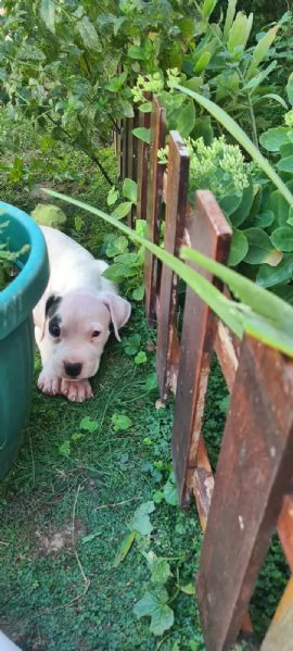 Dogo Argentino – Bellissimi Cuccioli | Foto 2