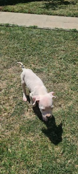Dogo Argentino – Bellissimi Cuccioli | Foto 1