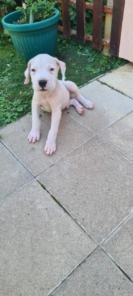 Dogo Argentino – Bellissimi Cuccioli | Foto 0