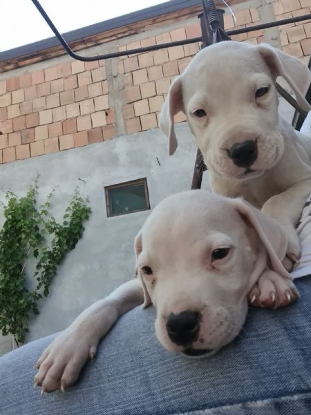 Dogo Argentino – Bellissimi Cuccioli