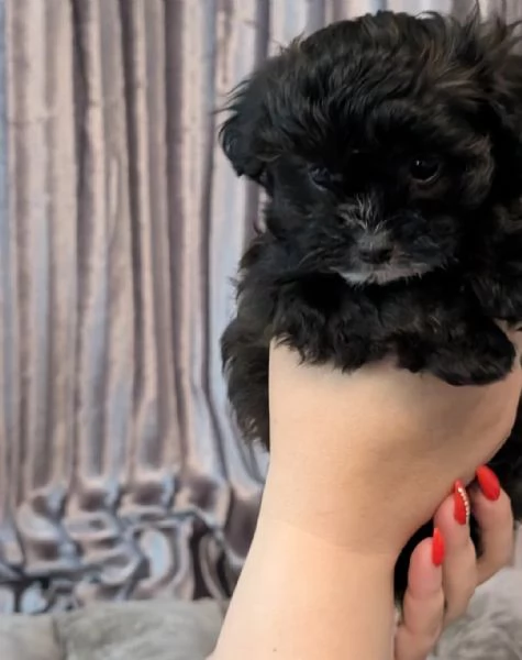 Cucciola femmina di Maltipoo