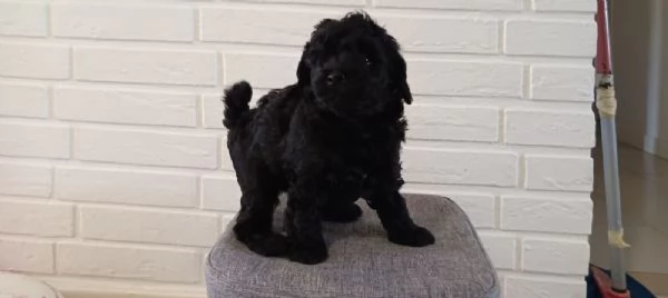 Tenerissimi cuccioli 