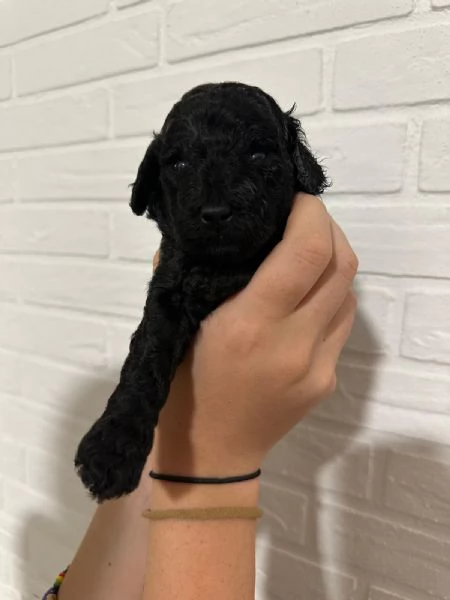 Tenerissimi cuccioli  | Foto 3