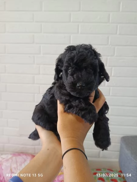 Tenerissimi cuccioli  | Foto 2