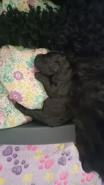 Tenerissimi cuccioli  | Foto 1