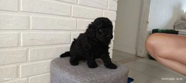 Tenerissimi cuccioli  | Foto 0