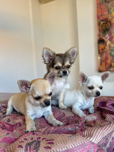 Piccolissimi Chihuahua con Pedigree ENCI