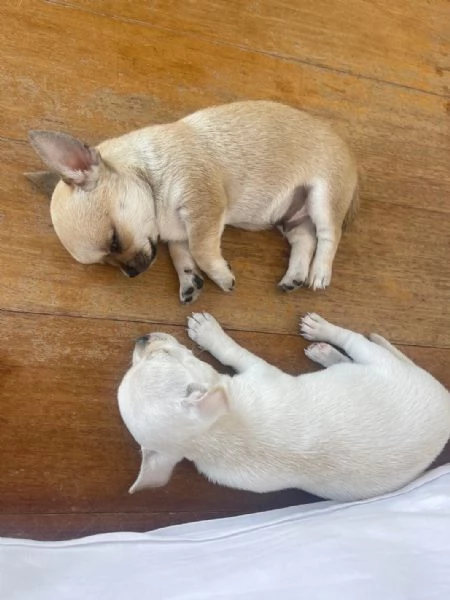 Piccolissimi Chihuahua con Pedigree ENCI | Foto 2