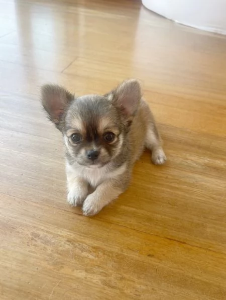 Piccolissimi Chihuahua con Pedigree ENCI | Foto 1