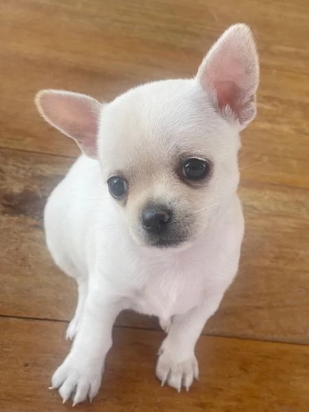 Piccolissimi Chihuahua con Pedigree ENCI | Foto 0