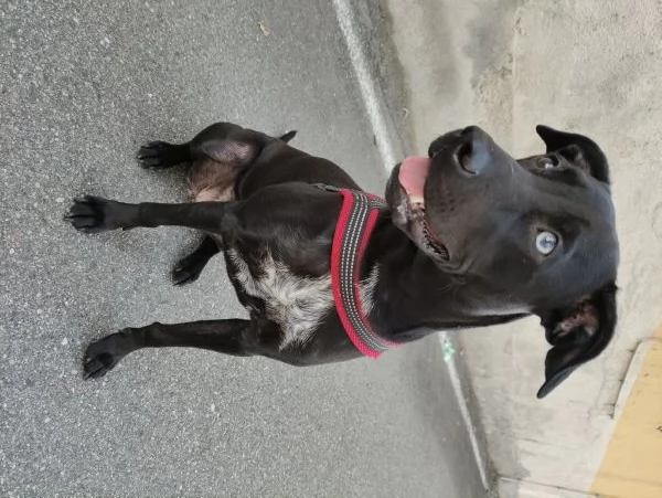 Mirtilla 4anni Cerca famiglia 