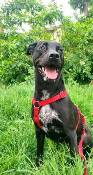 Mirtilla 4anni Cerca famiglia  | Foto 6