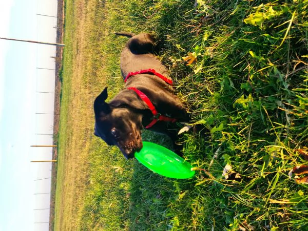 Mirtilla 4anni Cerca famiglia  | Foto 5