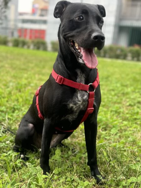 Mirtilla 4anni Cerca famiglia  | Foto 4