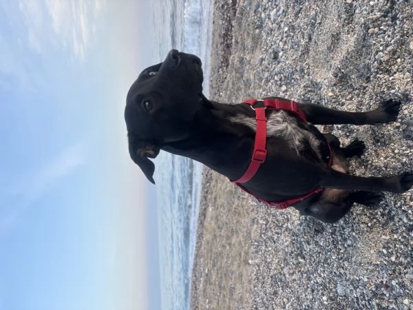 Mirtilla 4anni Cerca famiglia  | Foto 3