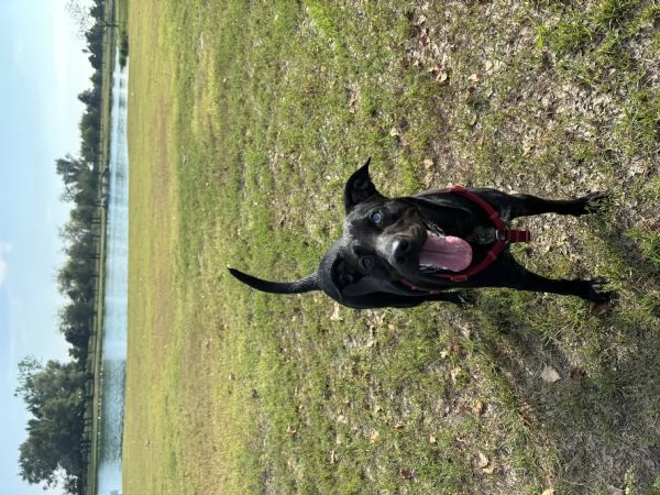 Mirtilla 4anni Cerca famiglia  | Foto 2