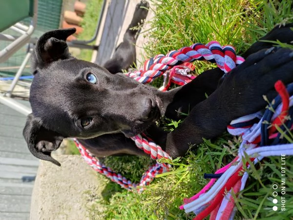 Mirtilla 4anni Cerca famiglia  | Foto 1