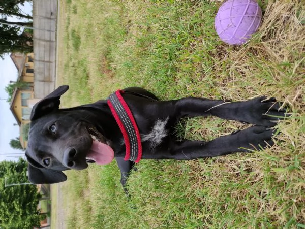 Mirtilla 4anni Cerca famiglia  | Foto 0