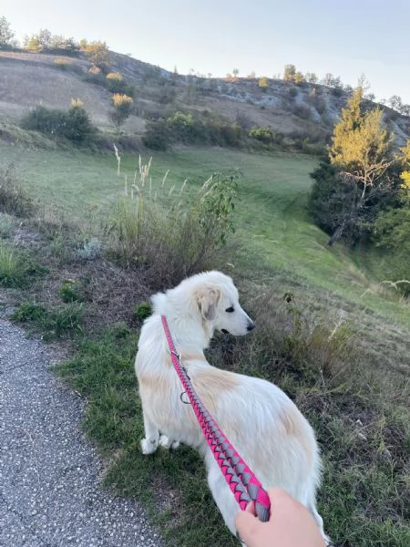 Cane da montagna dei Pirenei, Patou 