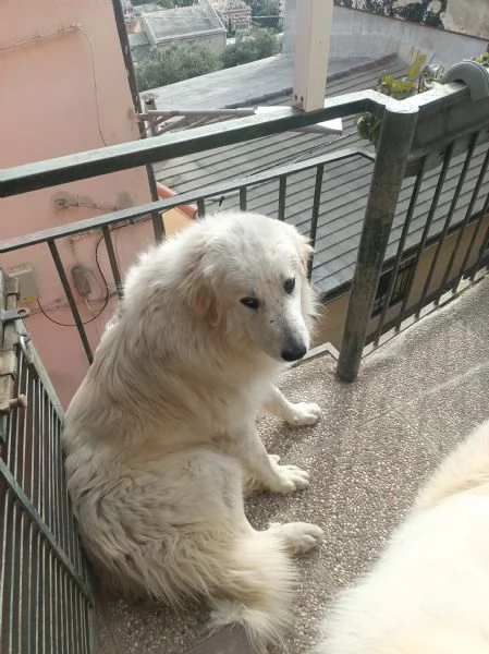 Cane da montagna dei Pirenei, Patou  | Foto 0