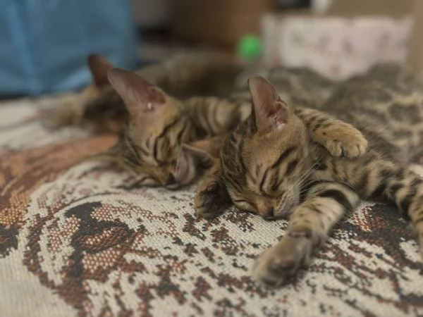 Gatti bengala 3 mesi