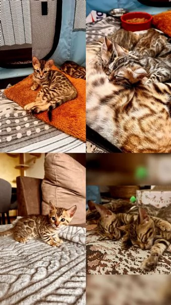 Gatti bengala 3 mesi | Foto 3