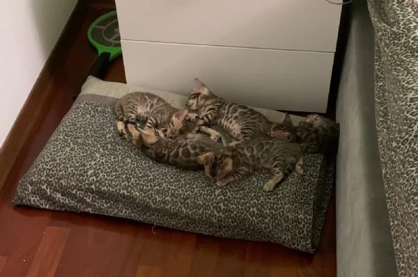Gatti bengala 3 mesi | Foto 2